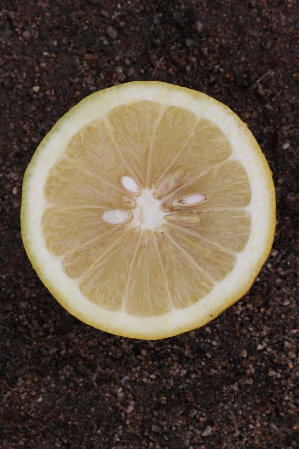              Fruit cross-section (Riverside, CA)       